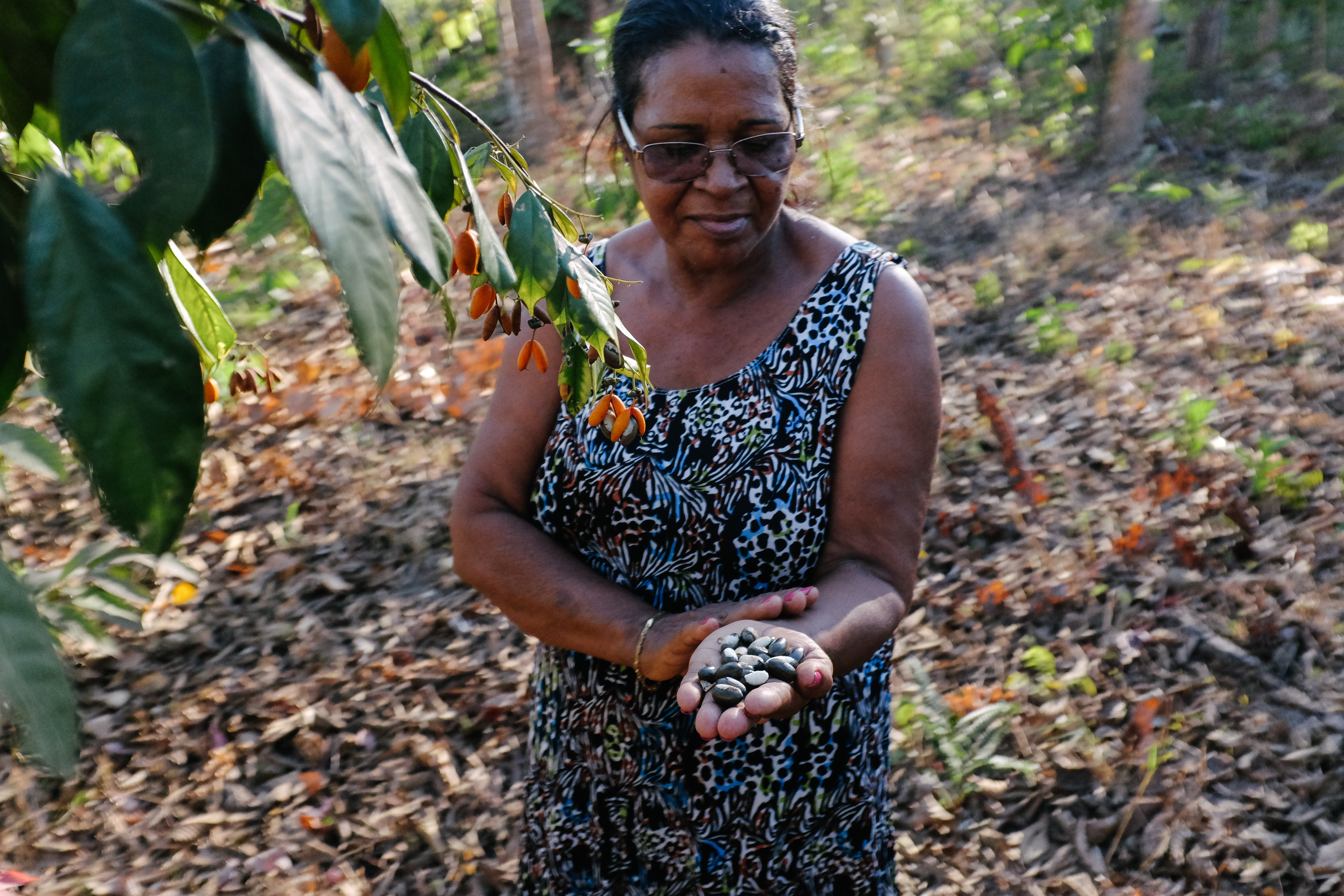 Produção de sementes florestais e fatores associados a produtividade das árvores matrizes